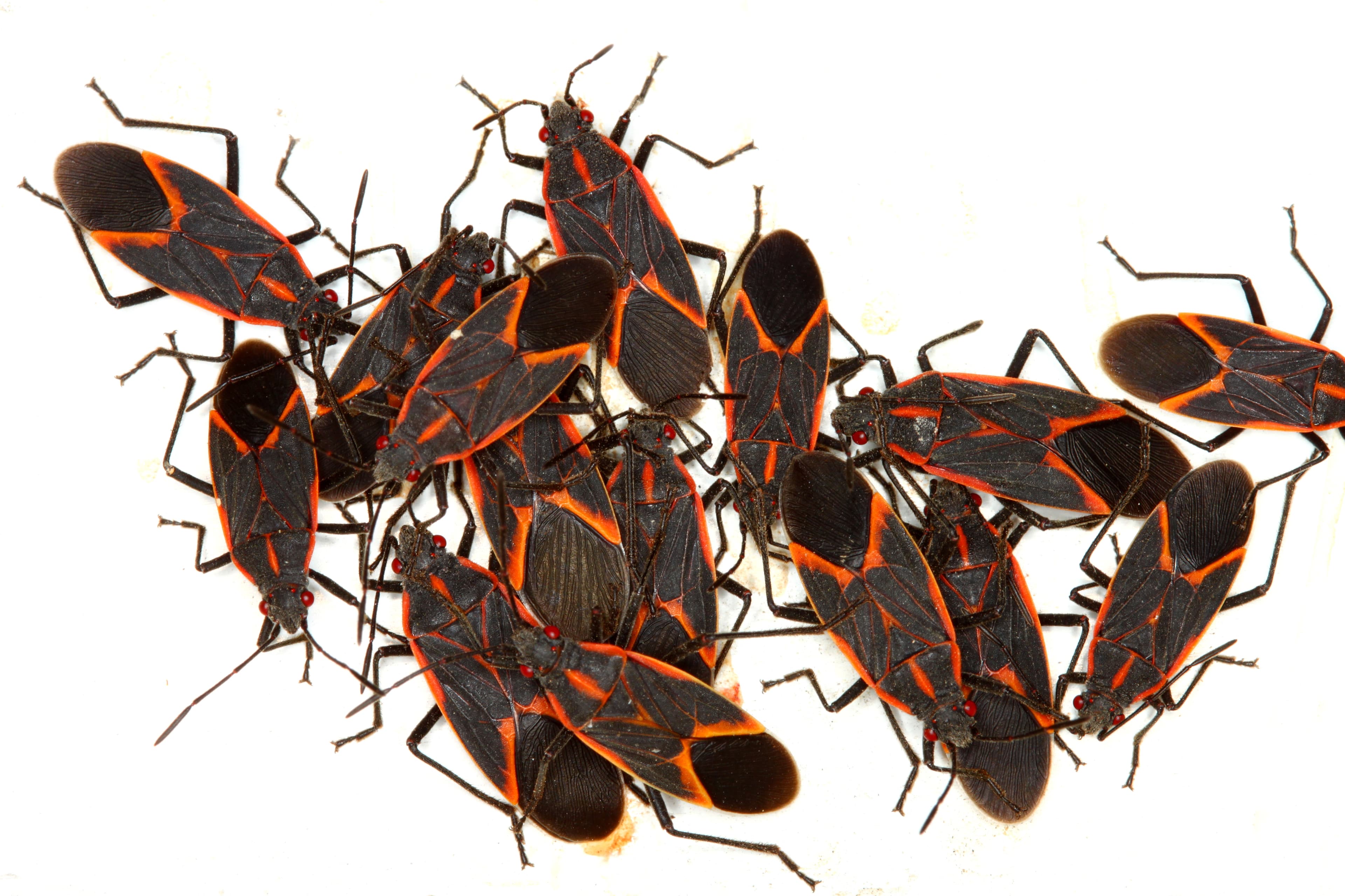 Box Elder Beetle Control