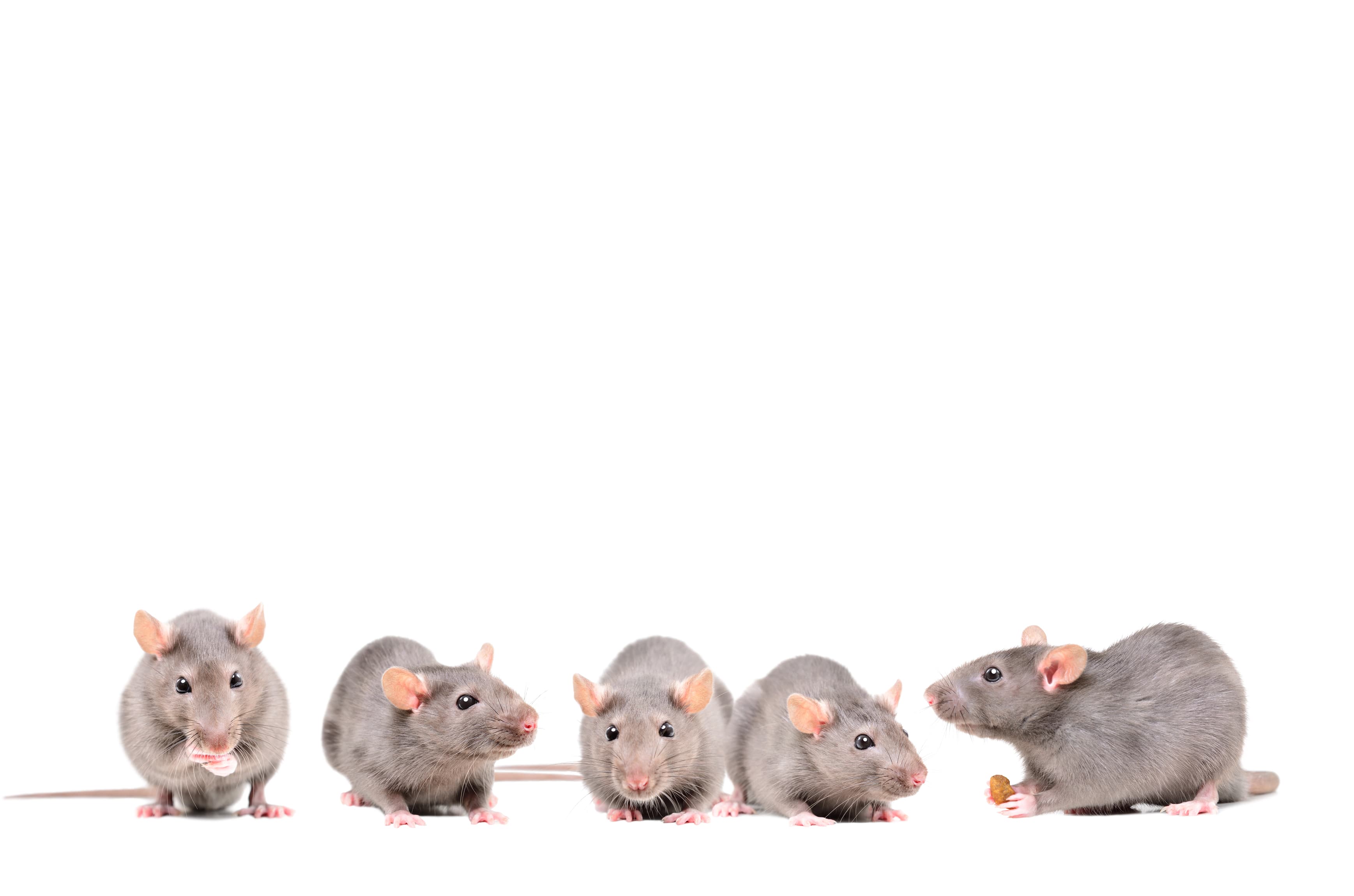 Rodent Control