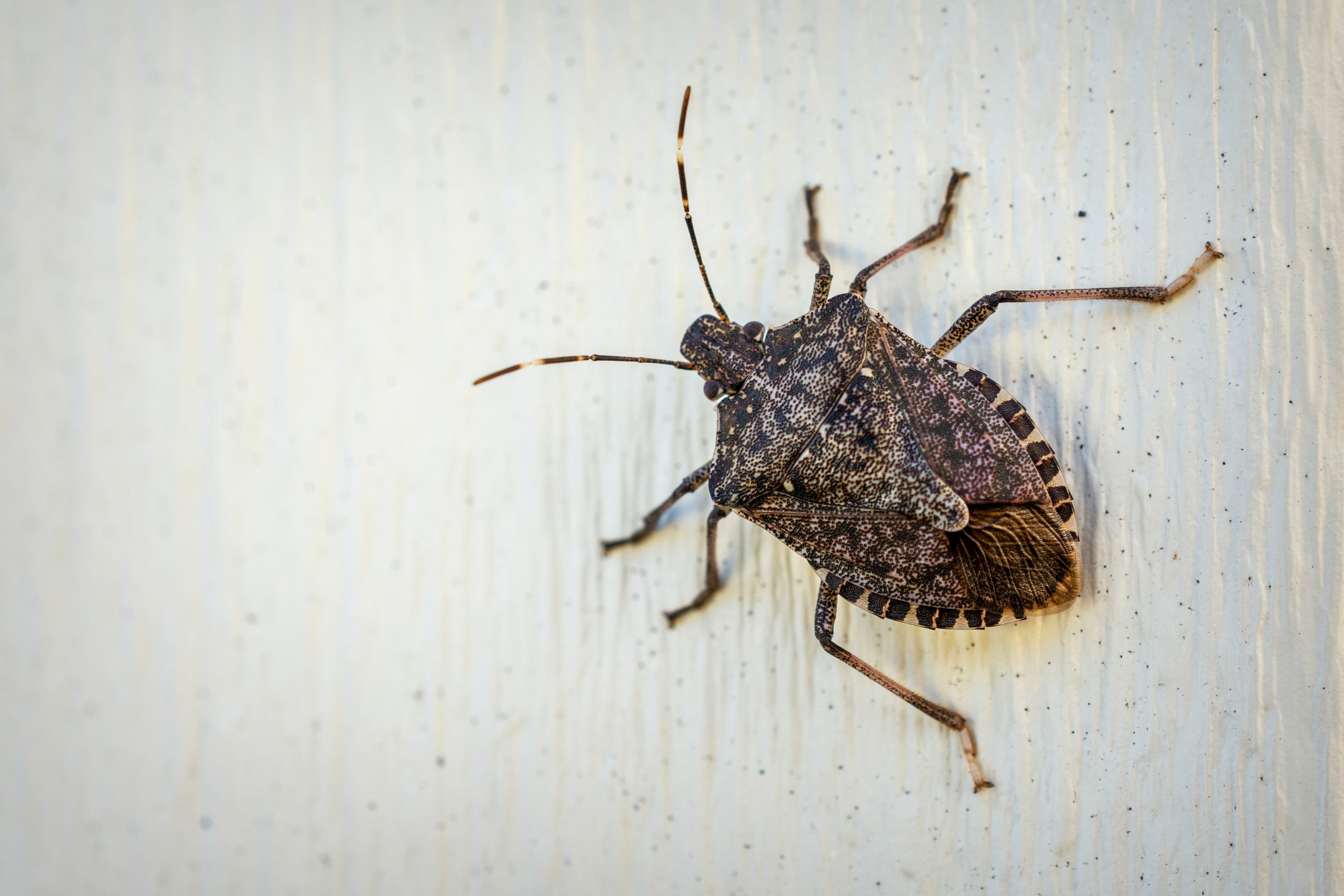 StinkBug Elimination