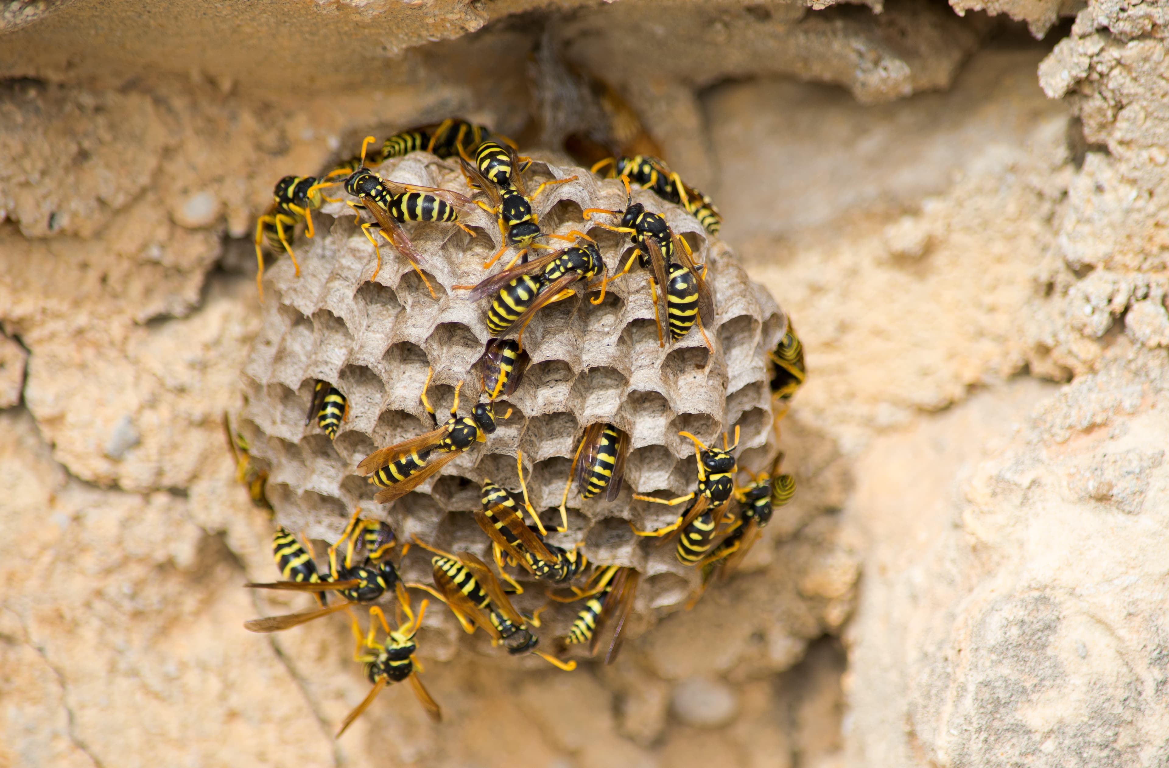 Wasp Control