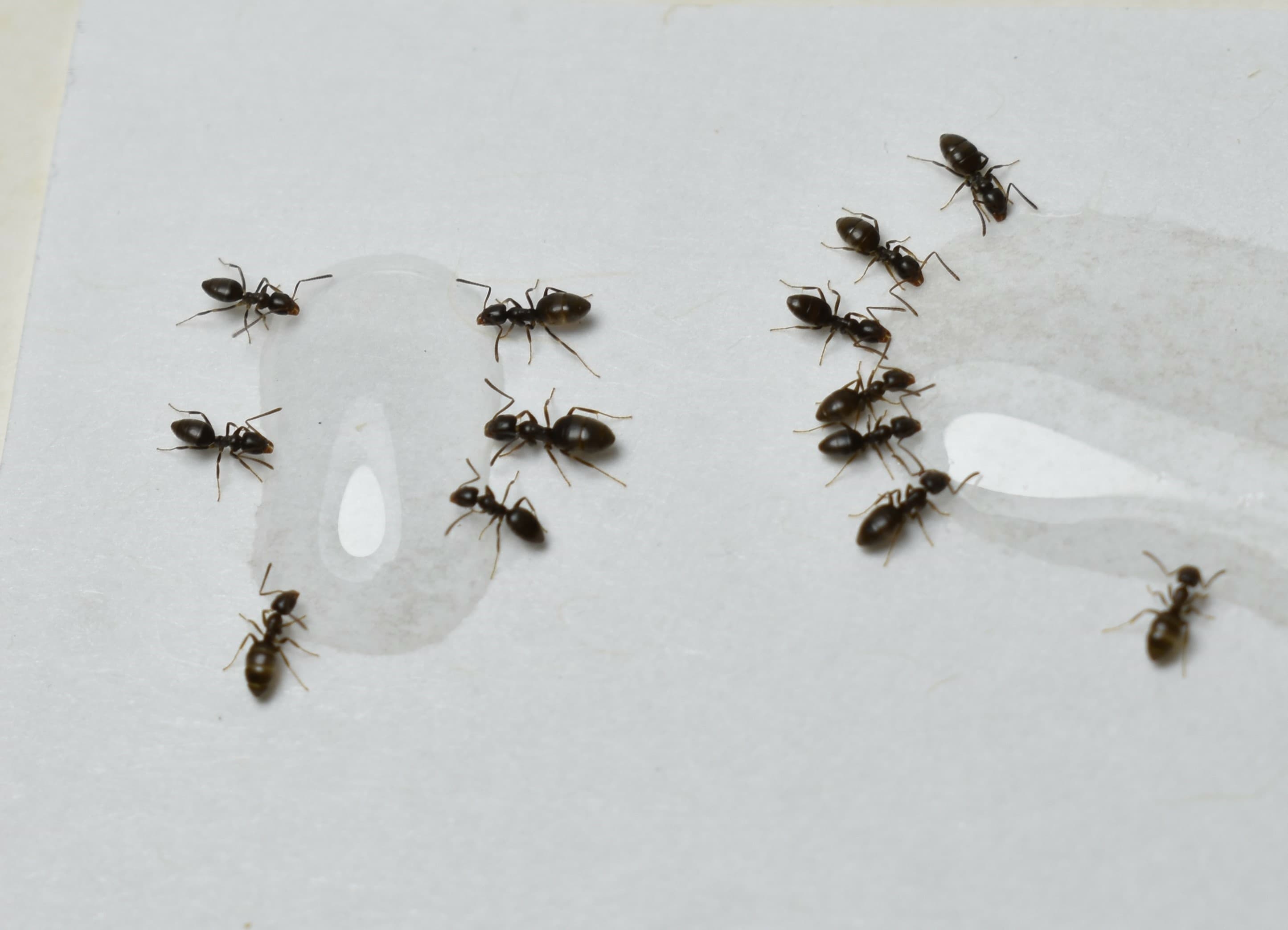 Ant Control